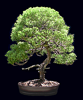 Juniper 2007